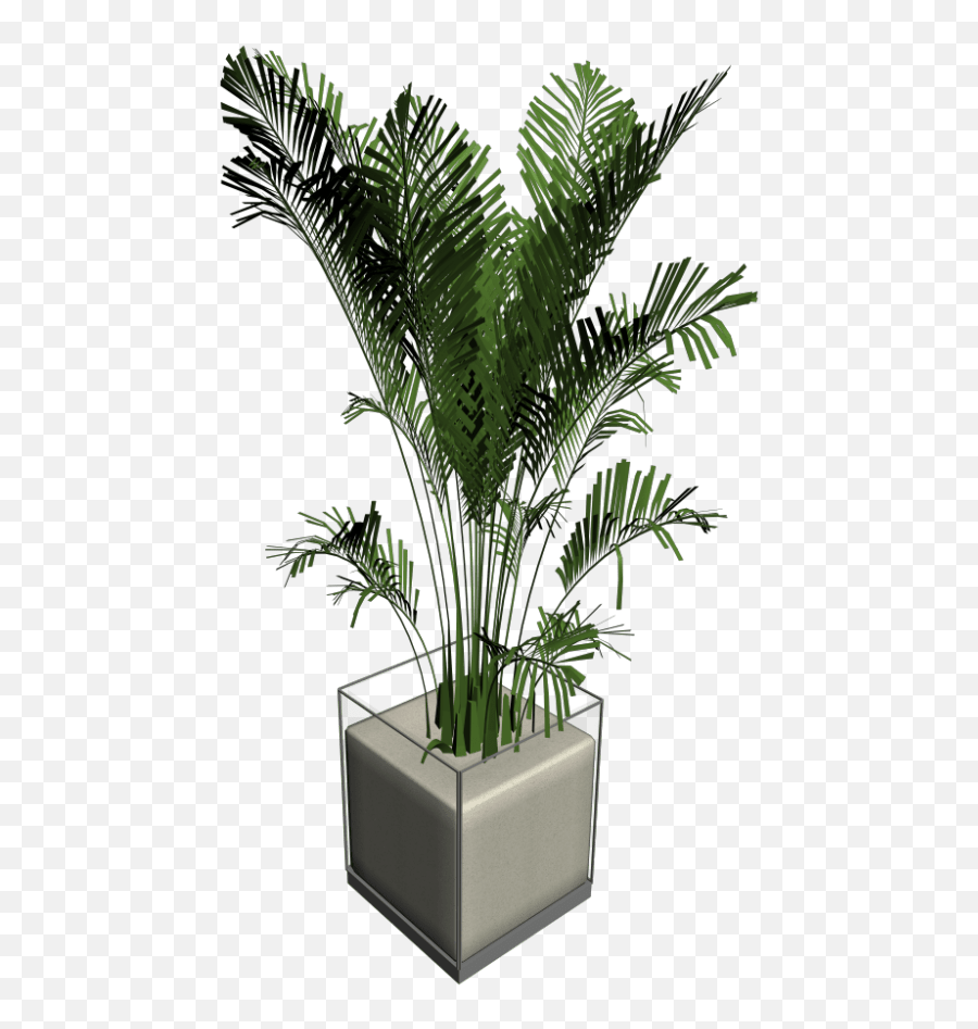 Download House Plant Palm Tree - Palm Trees Hd Png Download Cat Palm Png,House Emoji Png