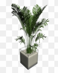 Download House Plant Palm Tree - Trees HD Png Cat