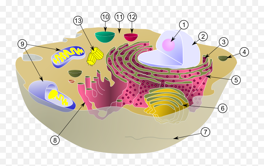 Mitochondrion - Wikidoc Animal Cell Vacuole Png,Mitochondria Png