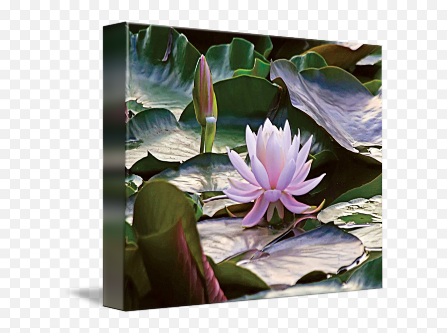Download 650 X 593 3 - Water Lily Full Size Png Image Pngkit Sacred Lotus,Water Lily Png