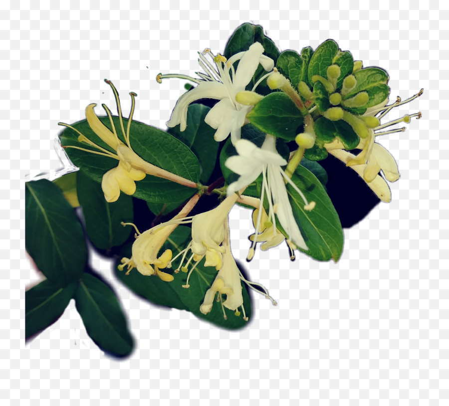 Honeysuckle Sticker By Nancarbar - Japanese Honeysuckle Png,Honeysuckle Png