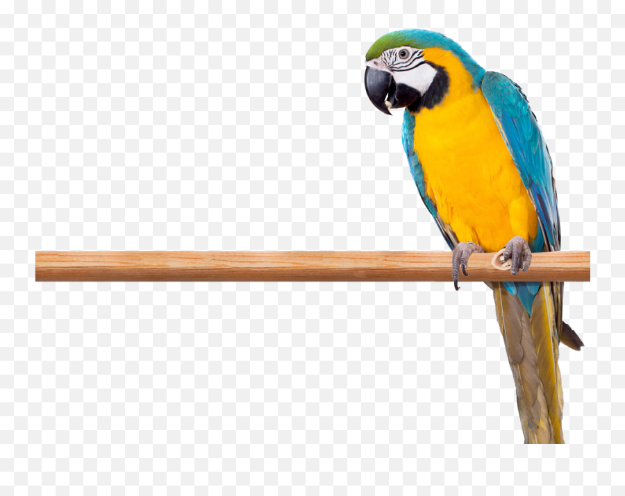 Macaws - Parrots Png,Macaw Png