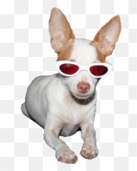 About Us - Chi Pets Collar Png,Porky Pig Png