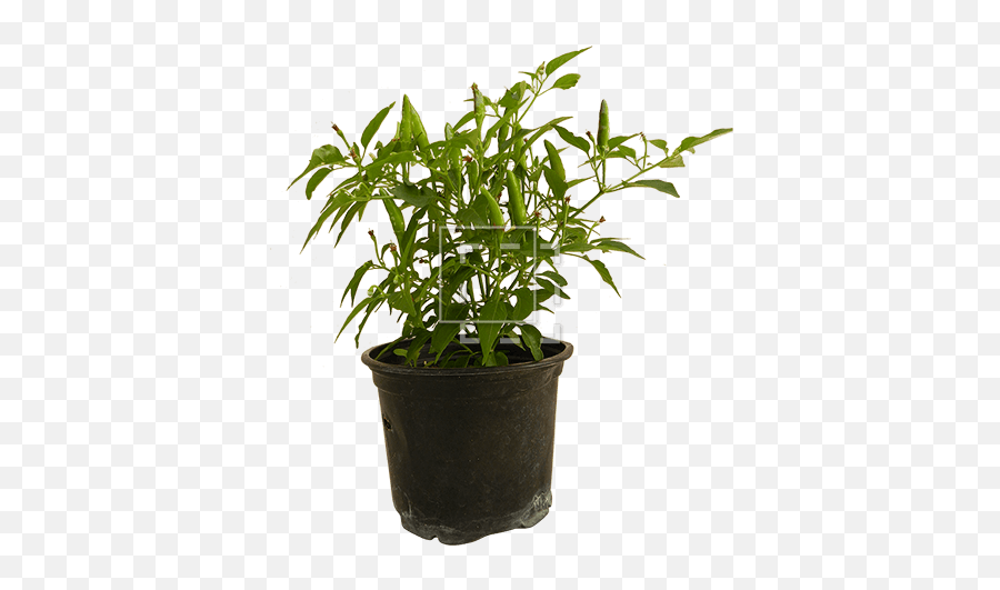 Bright Green Leaves - Immediate Entourage Flowerpot Png,Potted Plant Png