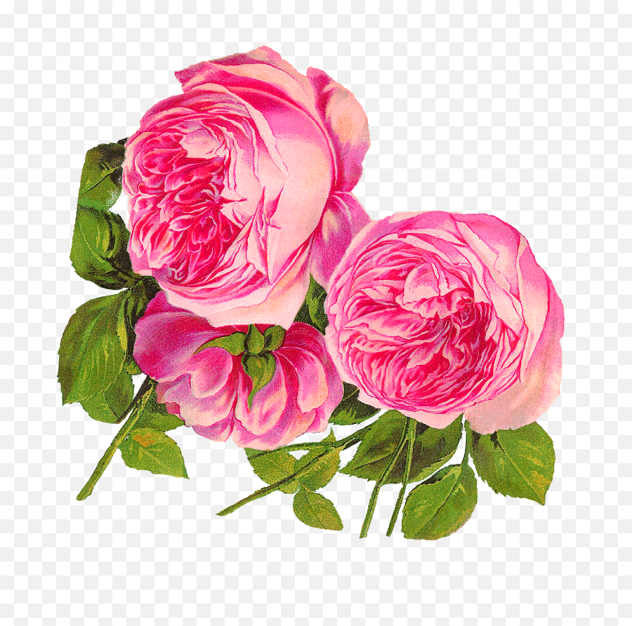 Pink Rose Clipart One - Flowers Clip Art Pink Rose Botanical Garden Illustrations Png,Pink Rose Transparent