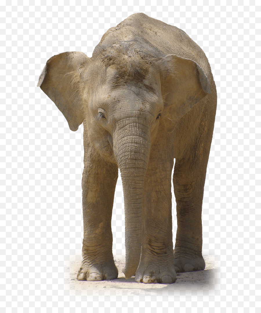 Elephant Front View Transparent Png - Baby Elephant Front View,Circus Elephant Png