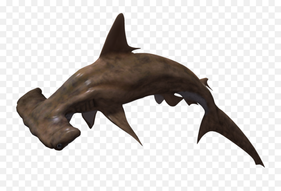 Download Free Shark Icon Favicon Freepngimg - Transparent Background Hammerhead Shark Png,Shark Icon