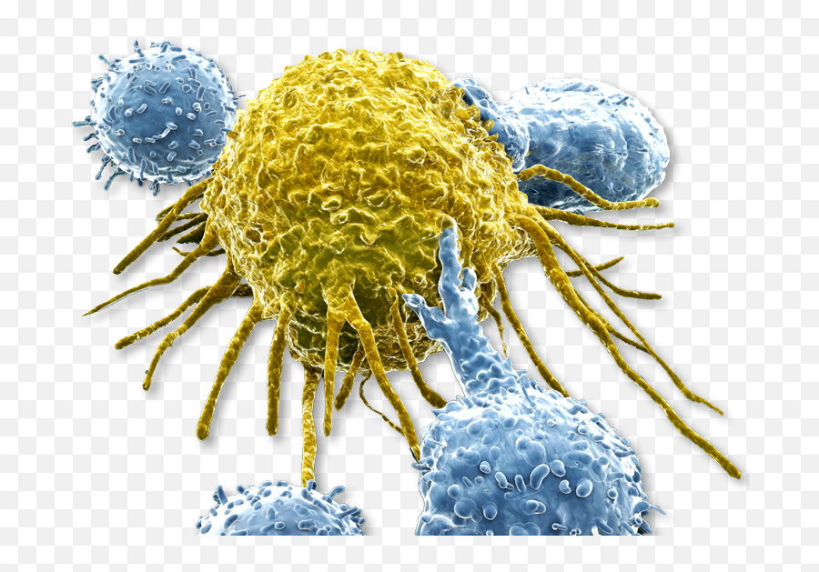 Cell Line References - Cancer Cell Png No Background,Klipsch Icon Kf 26