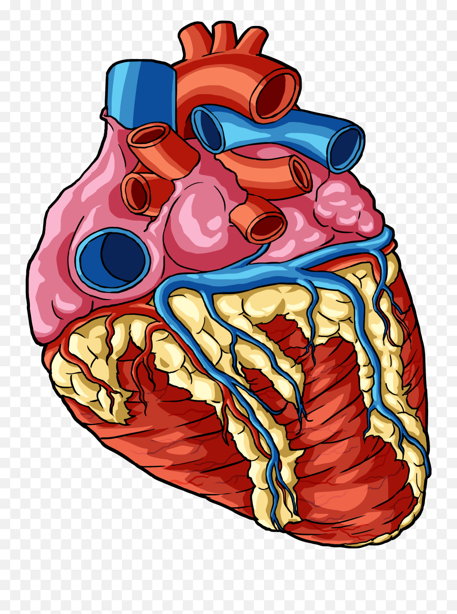 Heart 1 - Human Body Parts Png Transparent Cartoon Jingfm Transparent Background Human Heart Png,Cartoon Body Png