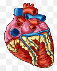 Heart 1 - Human Body Parts Png Transparent Cartoon Jingfm Transparent Background Human Heart Png,Cartoon Body Png