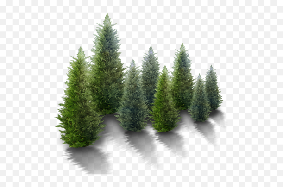 An Evergreen Plant Grows Leaves - High Resolution Christmas Tree Translucent Png,Snowy Trees Png