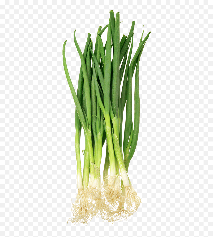 Download Spring Onion - Scallion Png Image With No Spring Onion Png,Onion Png