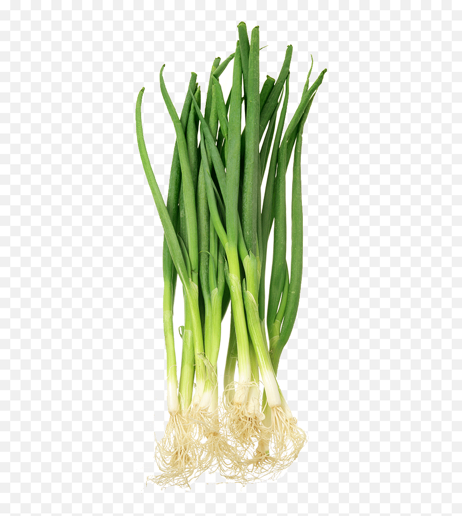 Download Spring Onion - Scallion Png Image With No Spring Onion Png ...