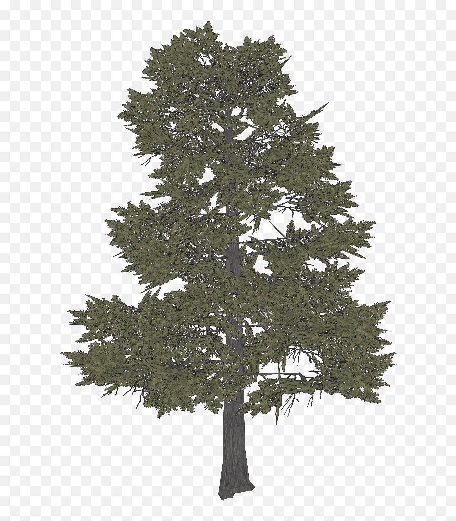 Categoryprehistoric Foliage Zt2 Download Library Wiki - Juniper Png,Araucaria Tree Brazil Icon