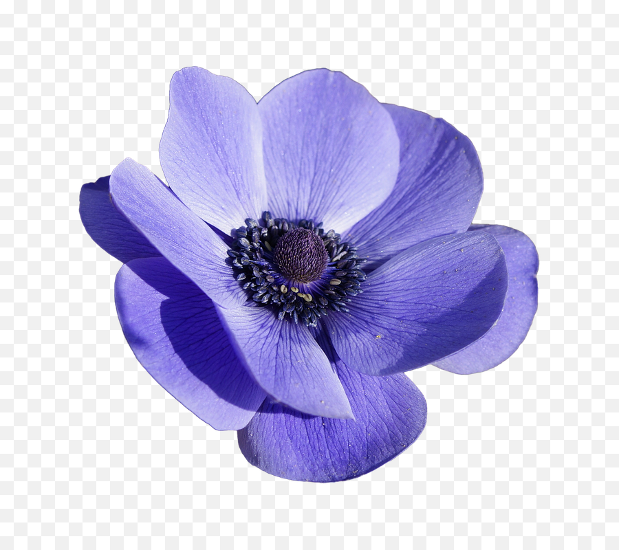 Free Image - Flower Blossom Bloom Anemone Anemone Flower Transparent Png,Wildflower Png
