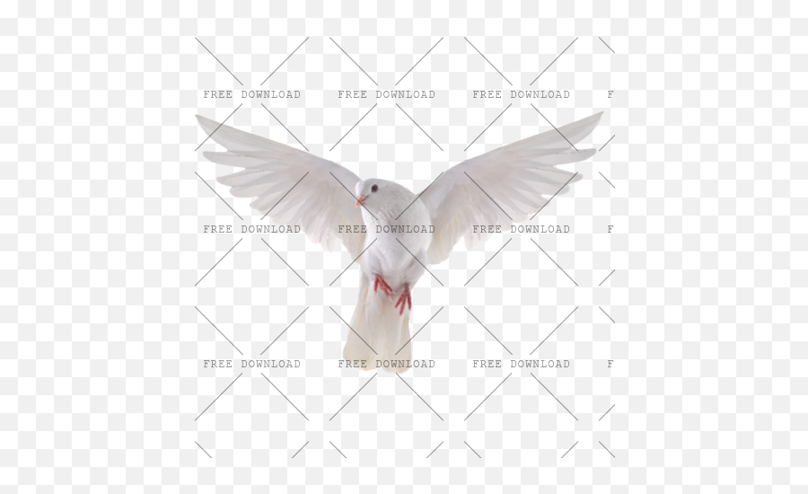 Dove Bird Png Image With Transparent Background - Photo 517 Transparent Background Dove Png,Wings Transparent Background