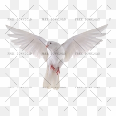 Dove Bird Png Image With Transparent Background - Photo 517 Png