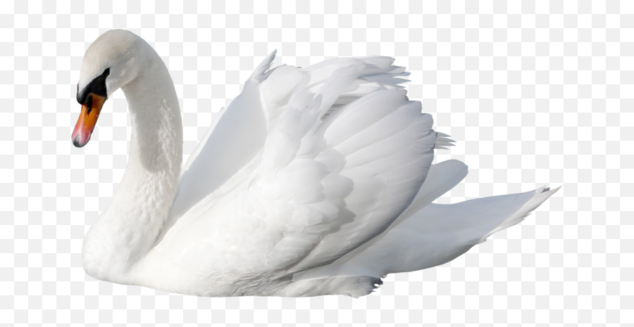 White Swan Png - Swan Png,Swan Png