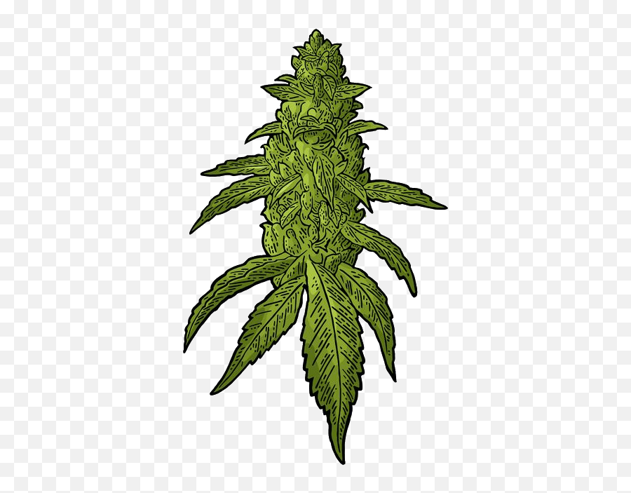 Buds Cannabis Vector Clipart - Kush Weed Vector Png,Weed Transparent Background