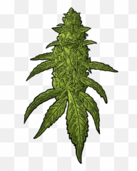 Buds Cannabis Vector Clipart - Kush Weed Vector Png,Weed Transparent Background