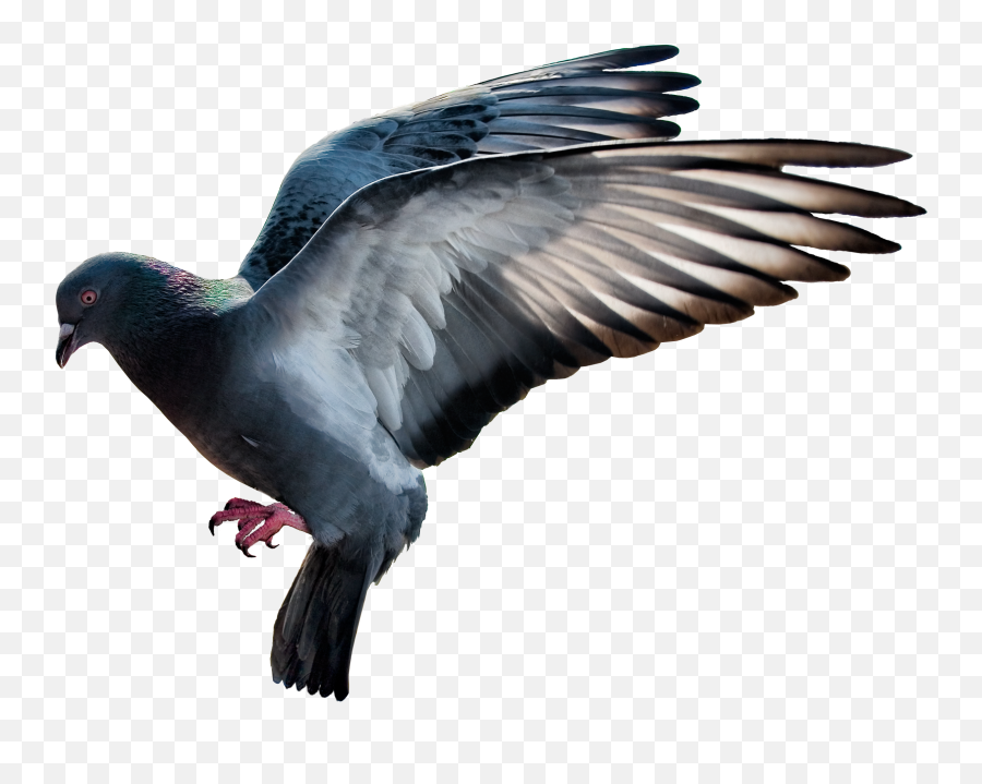 Pigeon Png Images Free - Pigeon Png,Pigeons Png
