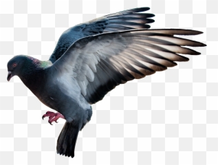 Pigeon Png Images Free