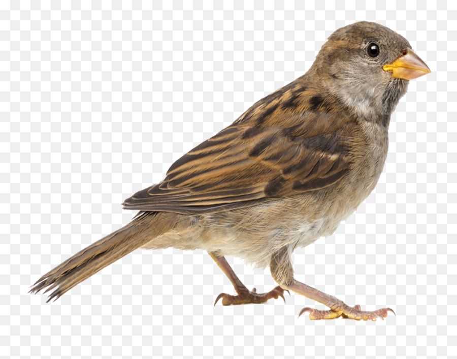 Png Sparrow Transparent Background - Sparrow Png,Sparrow Png
