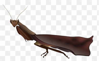 South American Box Mantis Male - Dead Leaf Mantis Png,Mantis Png