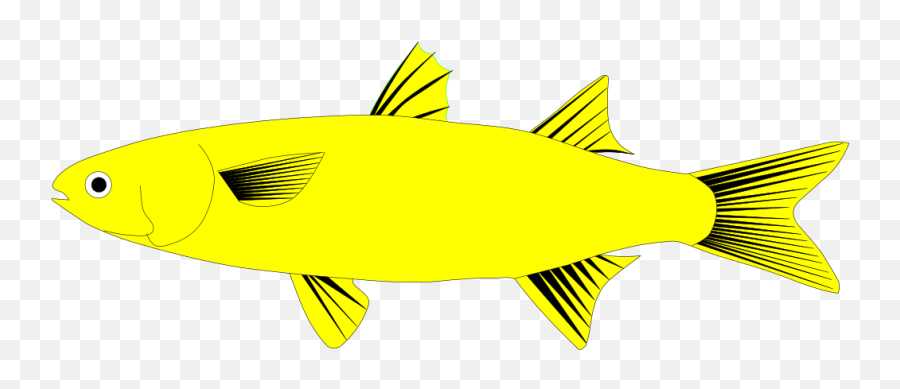 Filemulletfish Svg - Elementsvg Wikimedia Commons Tuna Png,Mullet Png