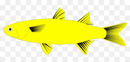 Filemulletfish Svg - Elementsvg Wikimedia Commons Tuna Png,Mullet Png
