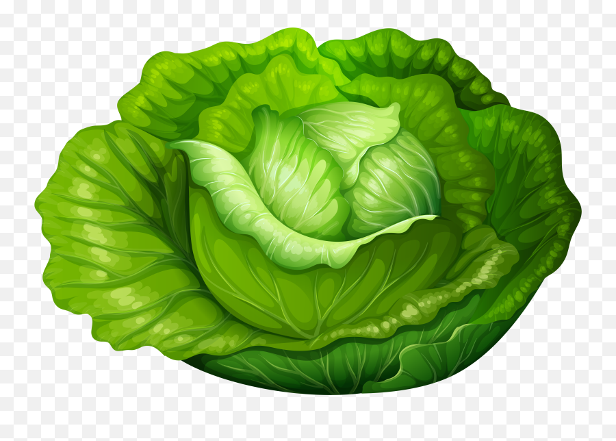 Cabbage Transparent Png Clipart Free - Lettuce Clipart,Cabbage Transparent