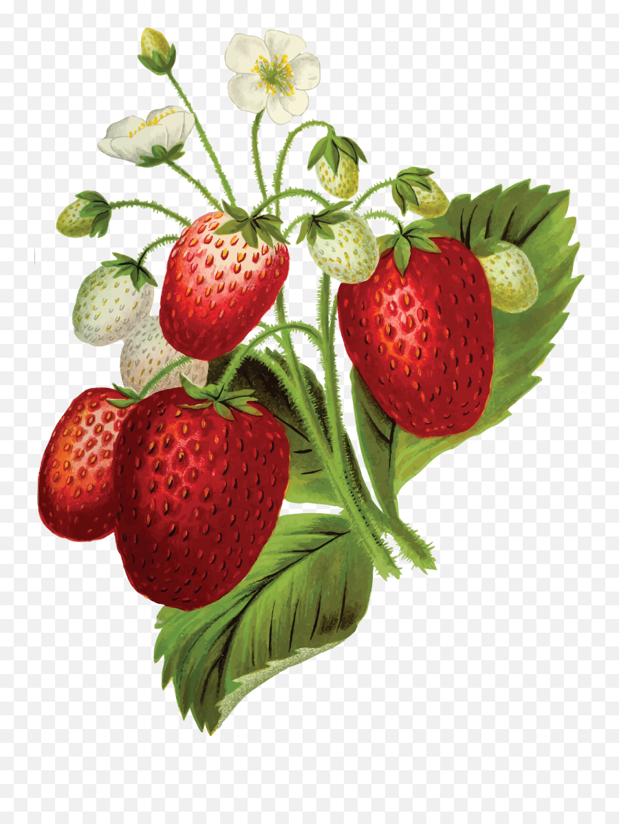Download Hd - Strawberry Plant Transparent Background Png,Strawberry Clipart Png