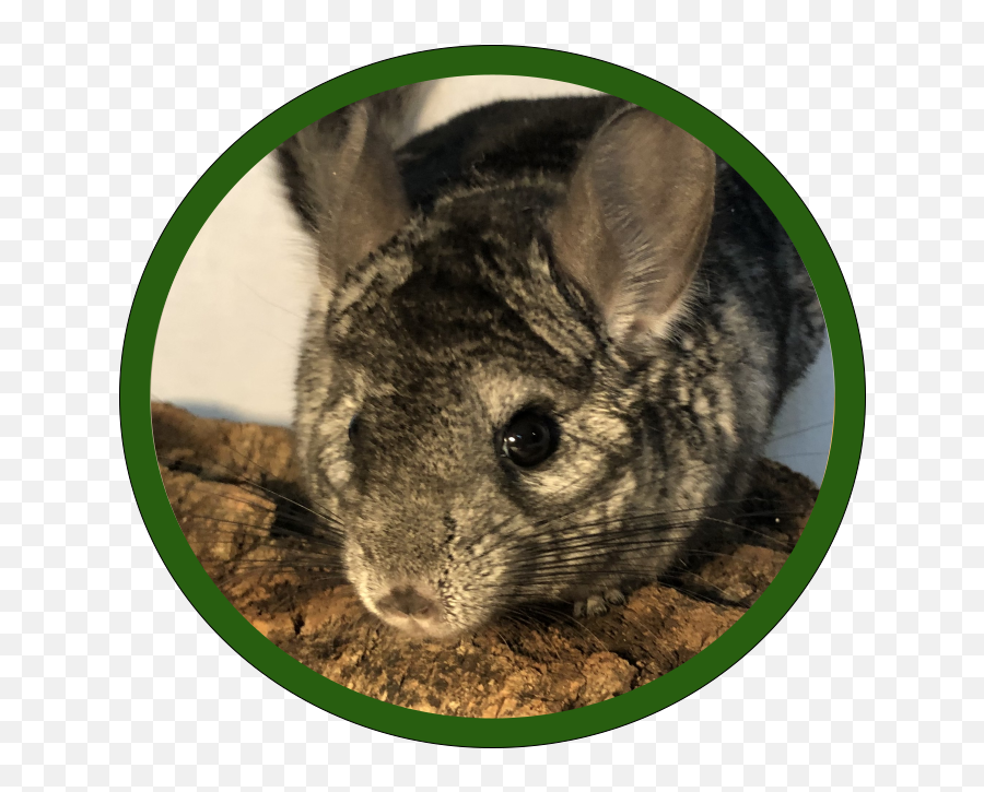Our Creatures Curious Png Chinchilla