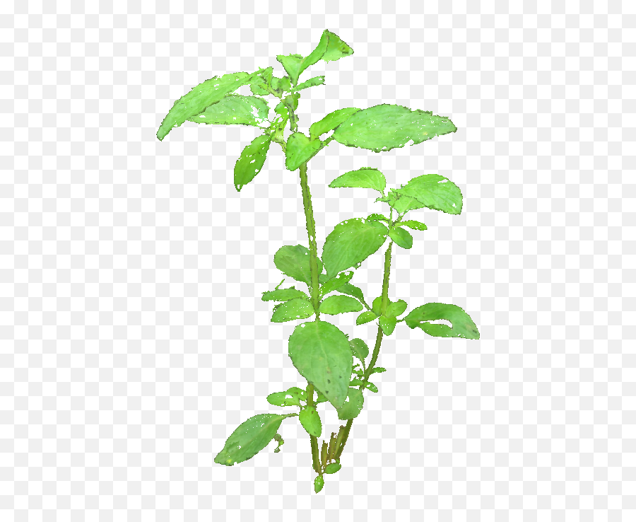 Basil Tree Png