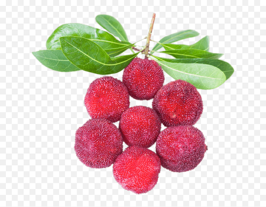 Yangmei Transparent Png - Stickpng Yumberry Png,Fruit Tree Png