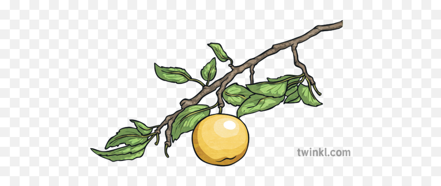 Golden Apple Tree Branch The Firebird Russian Traditional - Clip Art Png,Golden Apple Png