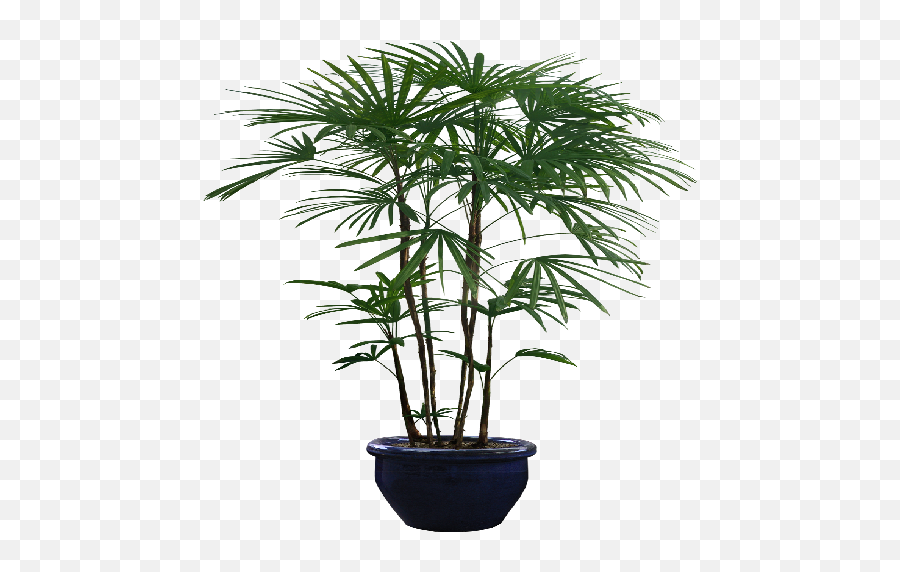 Index Of Plants - Bean Bag Chair Png,House Plant Png