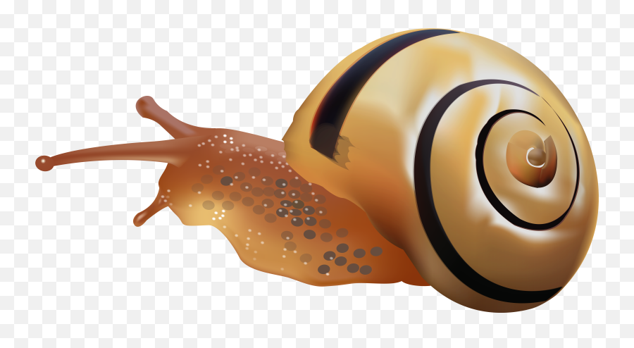 Download Hd Snail Png Clip Art - Snail Clipart Png,Snail Transparent