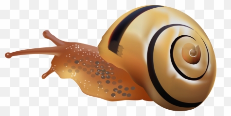 Download Hd Snail Png Clip Art - Snail Clipart Png,Snail Transparent