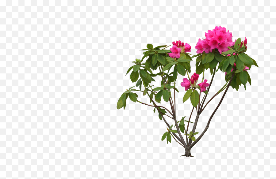 Bougainvillea Png - Rhododendron Png,Bougainvillea Png