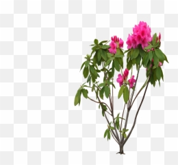 Bougainvillea Png - Rhododendron Png,Bougainvillea Png