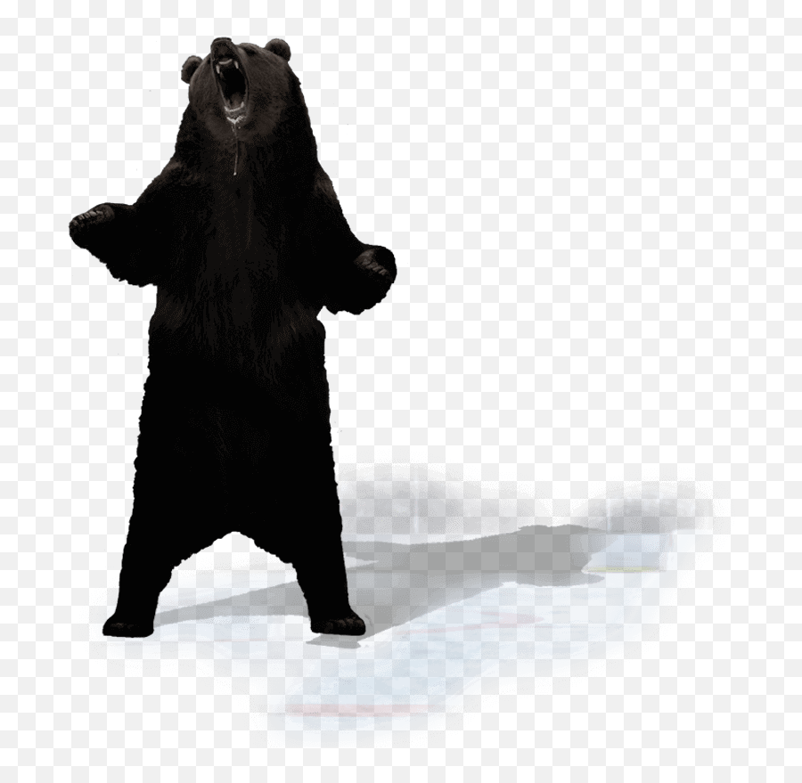 Transparent Standing Bear Silhouette - Punxsutawney Phil Png,Bear Silhouette Png