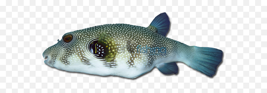 Stars - Andstripes Puffer Get Fishing Puffer Fish Png,Stars And Stripes Png