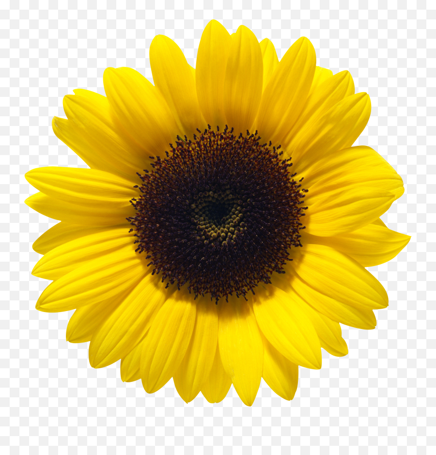 Sunflower Transparent Background - Sunflower Png,Sunflower Transparent Background
