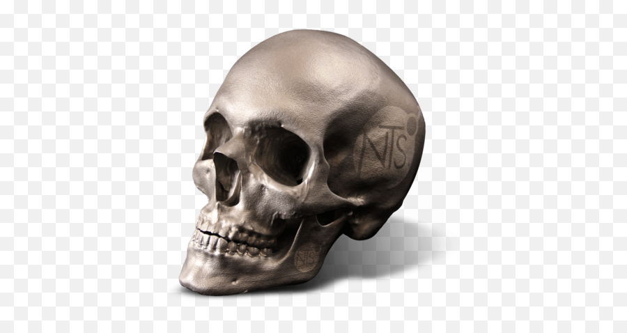 Nts 3d Systems - Skull Png,3d Skull Png