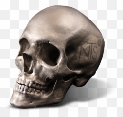 Nts 3d Systems - Skull Png,3d Skull Png
