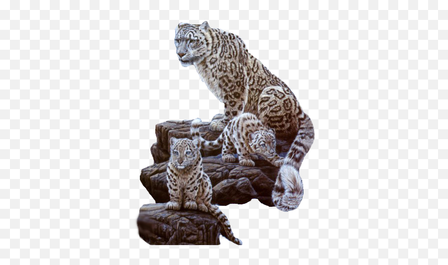 Download Tiger Fur Wildlife Leopard Cat Png File Hd Hq - Snow Leopards,Leopard Png