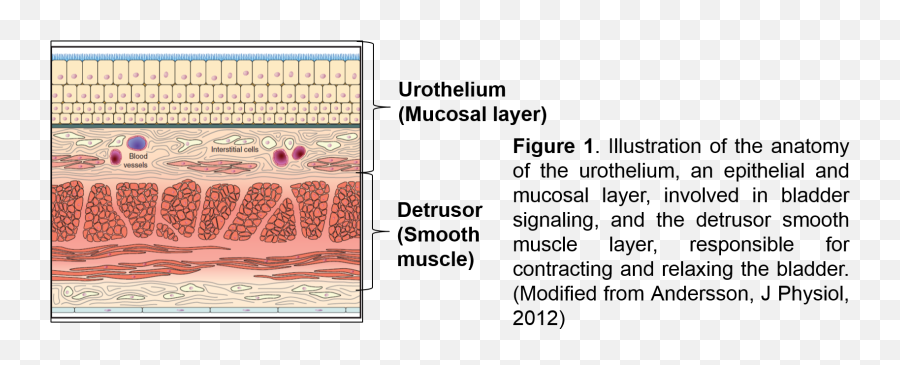 Mitochondria Aps Undergraduate Researcher - Pattern Png,Mitochondria Png