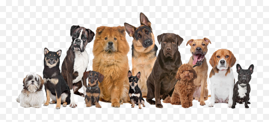Koko Pet Art Blog - Different Types Of Dogs Together Png,Pets Png