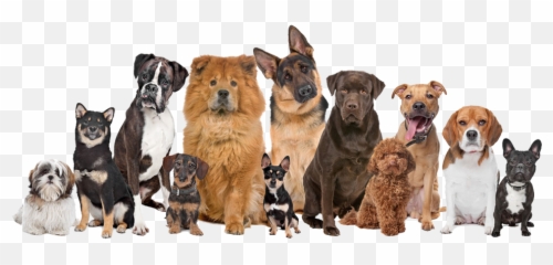 Koko Pet Art Blog - Different Types Of Dogs Together Png,Pets Png